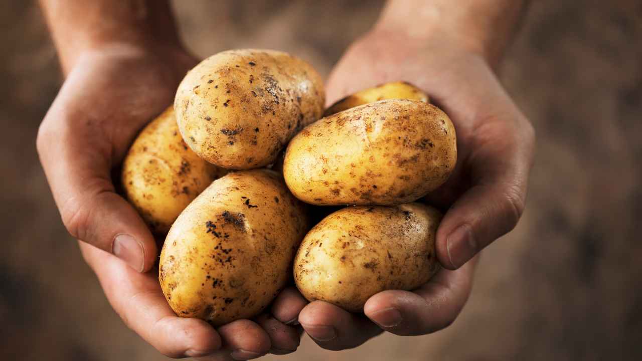 la Bibbia e le patate