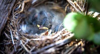 Roma, vuole vedere un nido: si arrampica per 4 piani ma poi cade nel vuoto