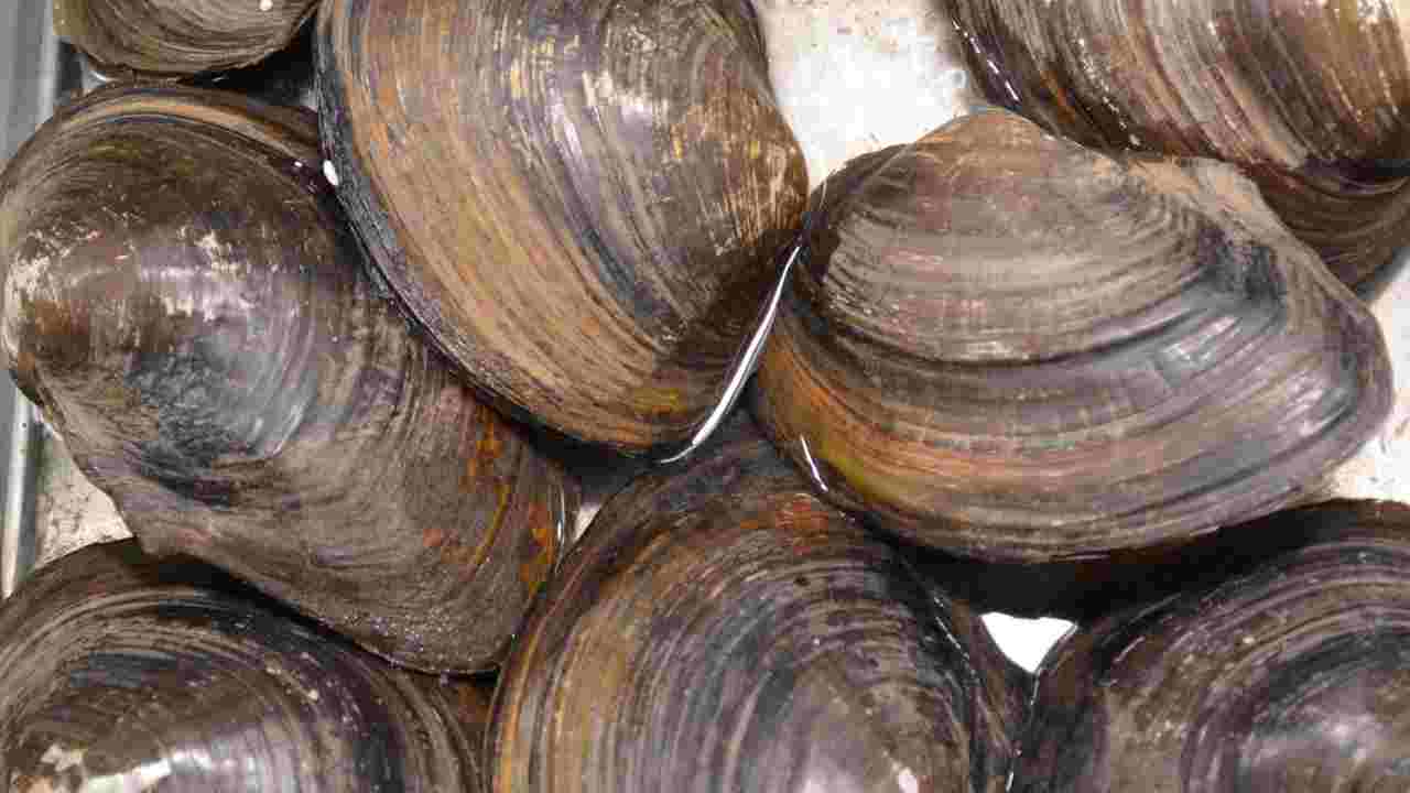 gusci di molluschi scarti riciclabili