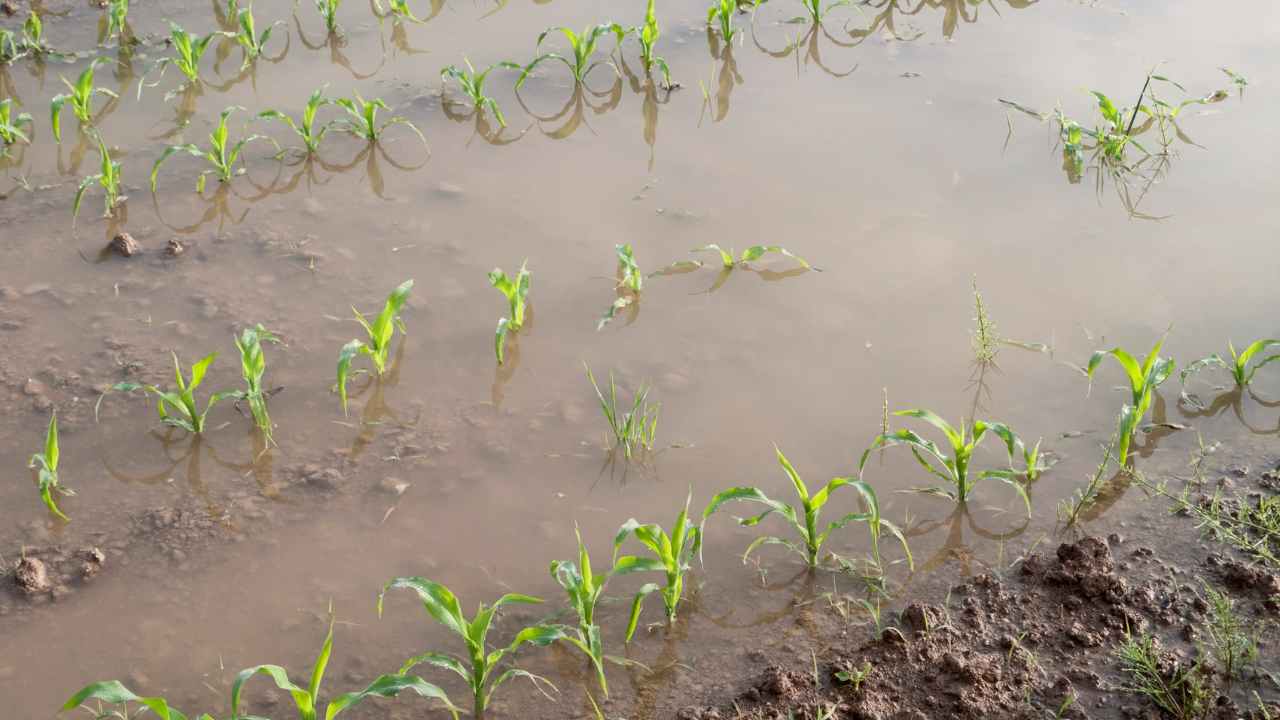 maltempo Romagna danni agricoltura