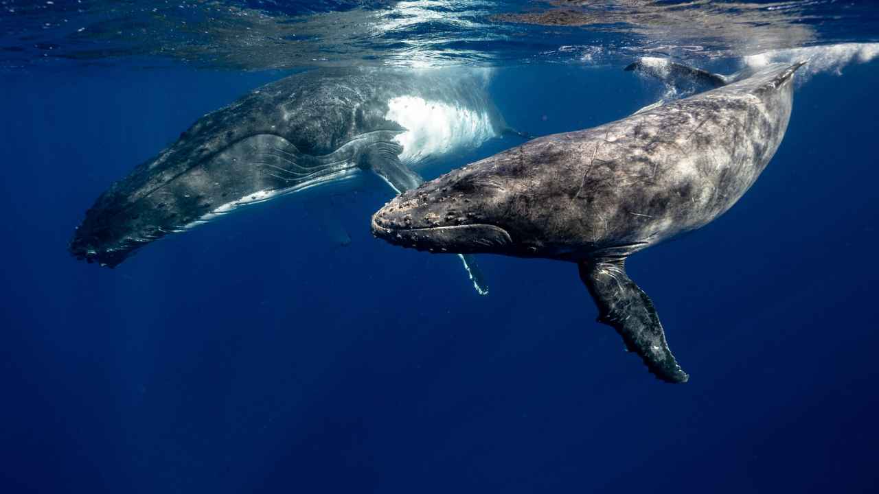 balene cetacei che dormono un cervello alla volta