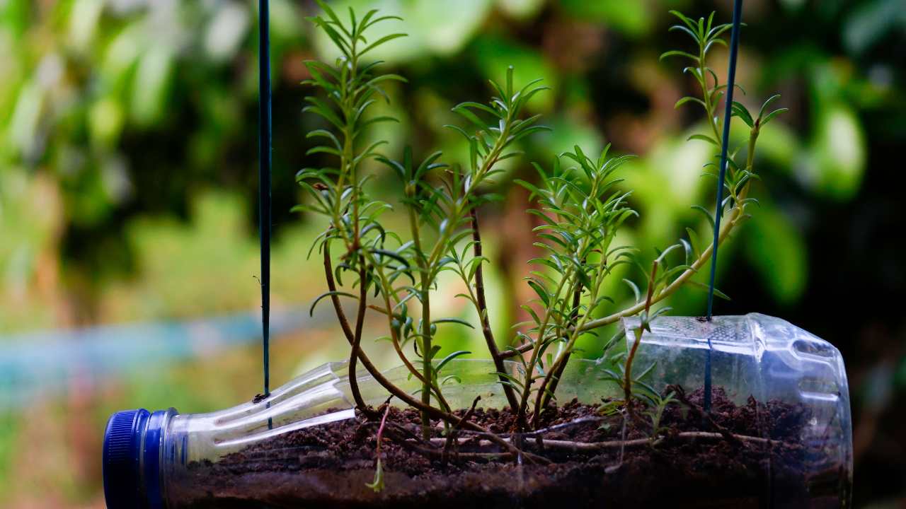 piante innaffiare con acqua a goccia