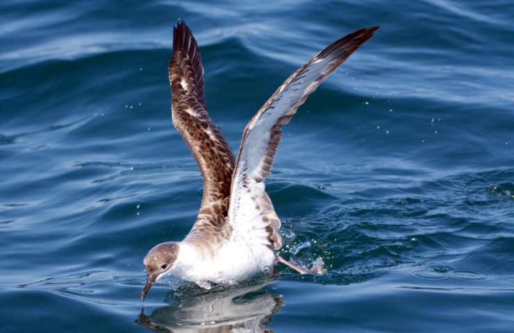 berta maggiore caratteristiche