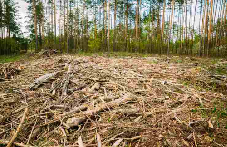 deforestazione legge europea contrasto