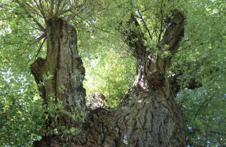 albero più grande al mondo chi è