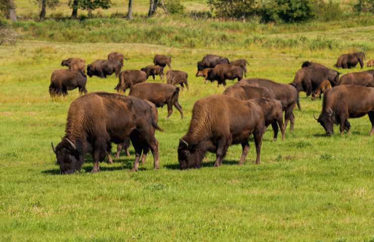 bisonte popolazione decimata nell'800