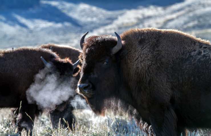 bisonte popolazione decimata nell'800
