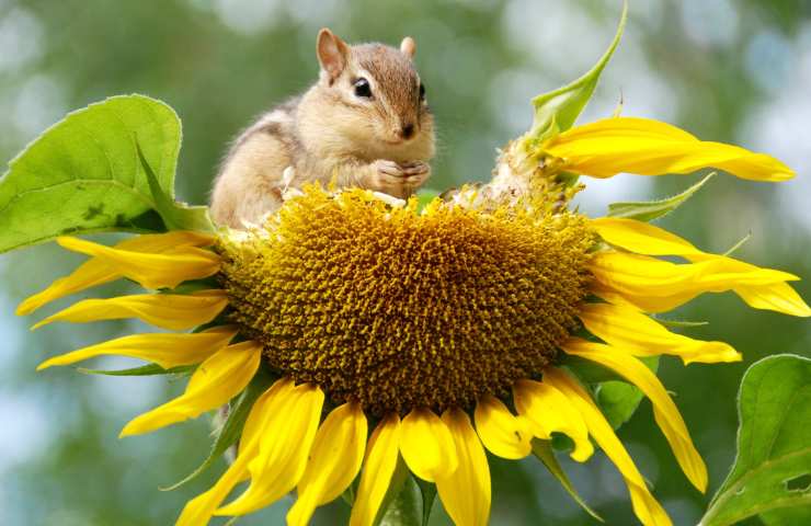 biodiversità in pericolo Italia