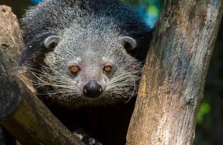 binturong caratteristiche