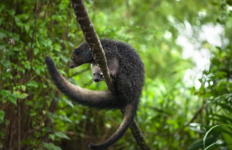 binturong caratteristiche