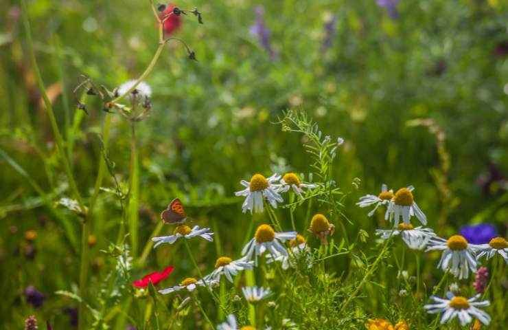 biodiversità giornata mondiale