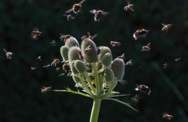 biodiversità giornata mondiale