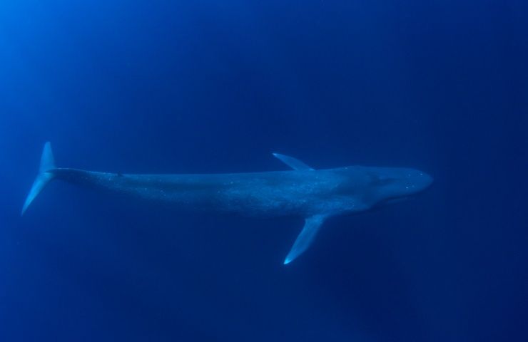 balenera azzurra pes