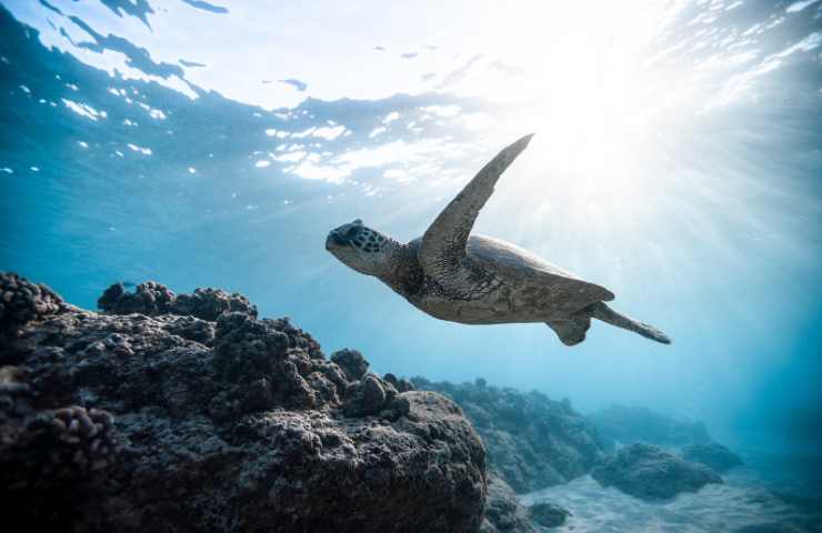 tartarughe marine giornata mondiale