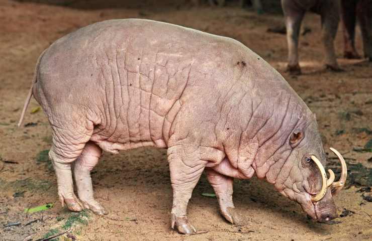 babirussa habitat