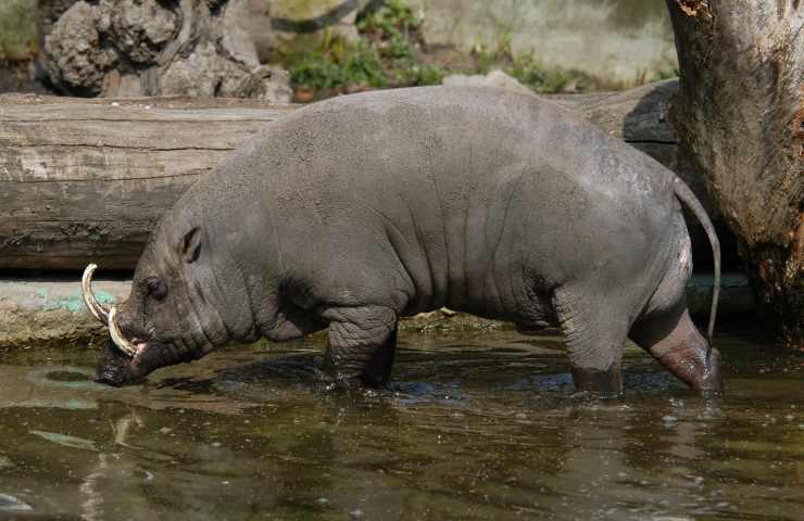 babirussa habitat