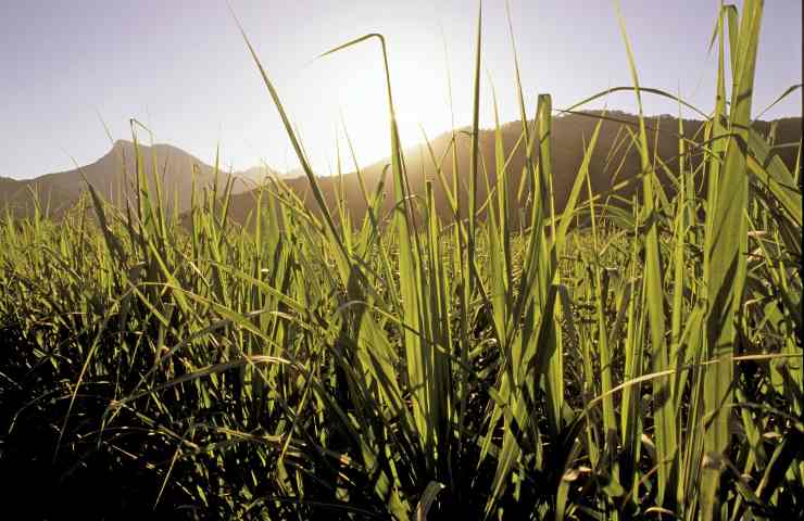 bioedilizia cemento con canna da zucchero