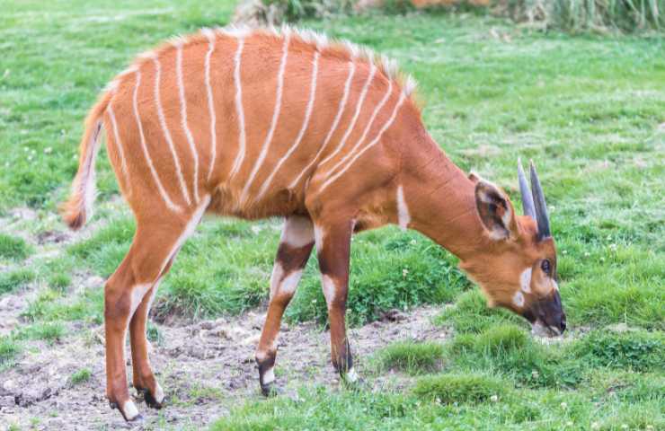 bongo habitat e caratteristiche