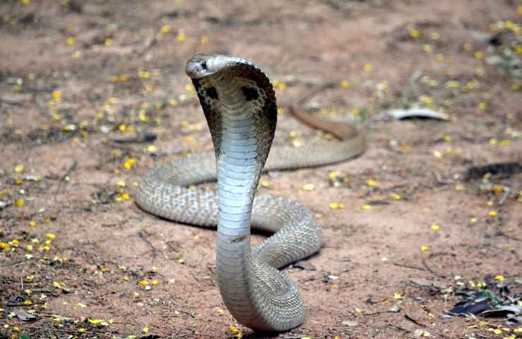 cobra reale serpente velenoso più lungo