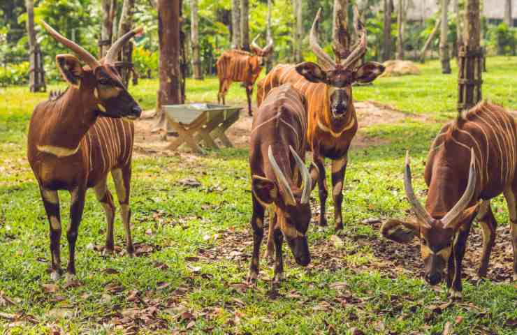 bongo habitat e caratteristiche