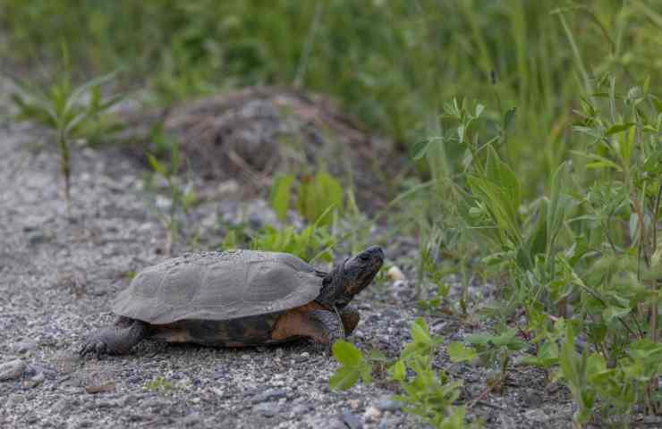 tartarughe guscio molle estinzione