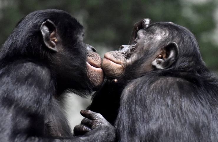 bonobo habitat