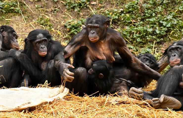 bonobo habitat