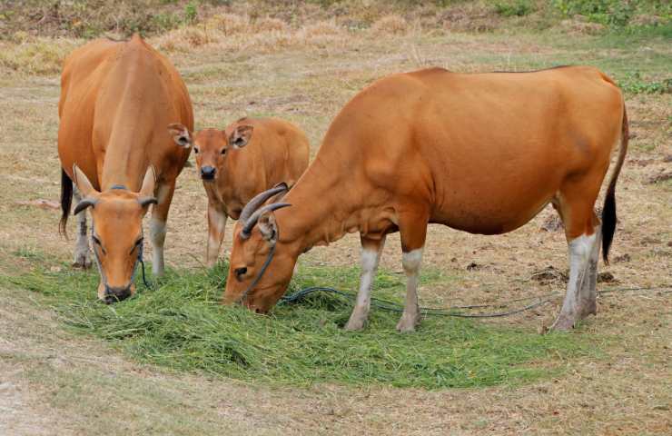 banteng alimentazione 