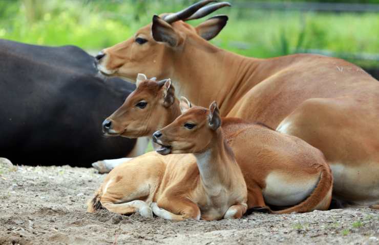 banteng cuccioli