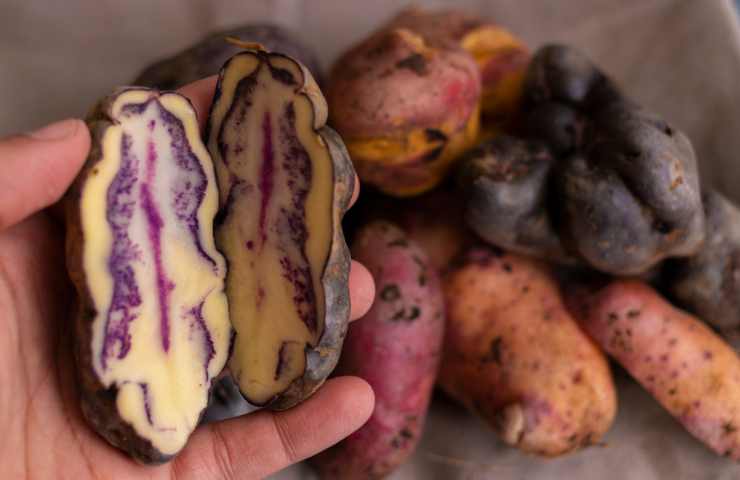 patate coltivate in spagna e portogallo nel 500