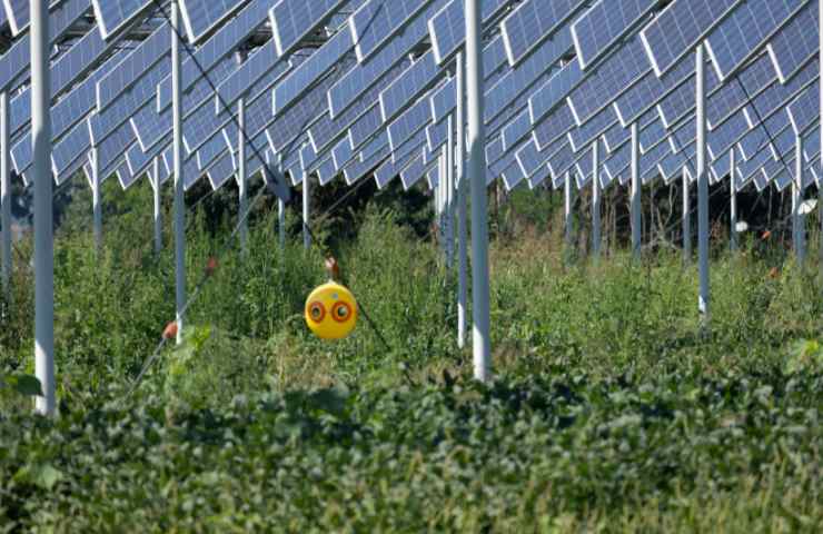 agrivoltaico grandezza sicilia