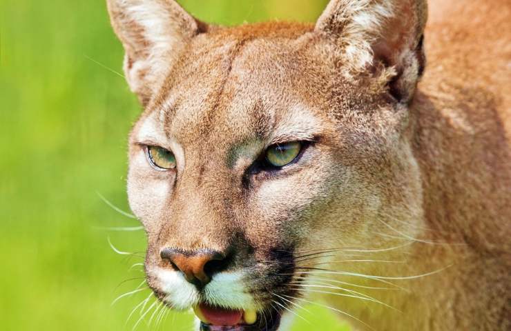 puma femmina quando aggredisce