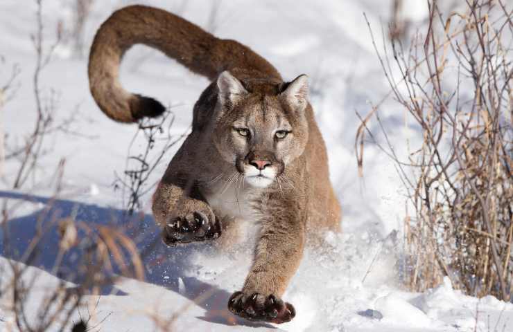 puma tenta di sggredire uomo che corre