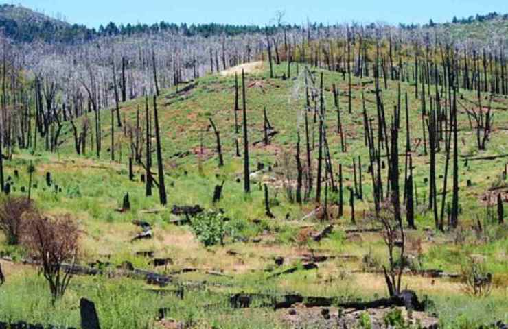 foreste riqualificazione