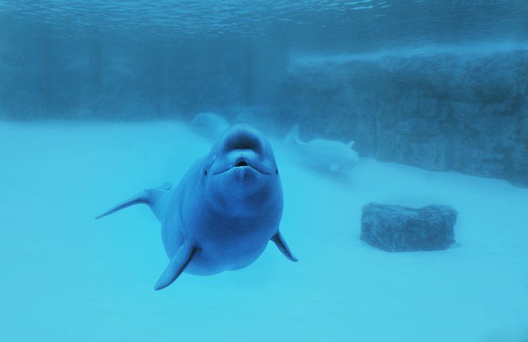 beluga non è una balena