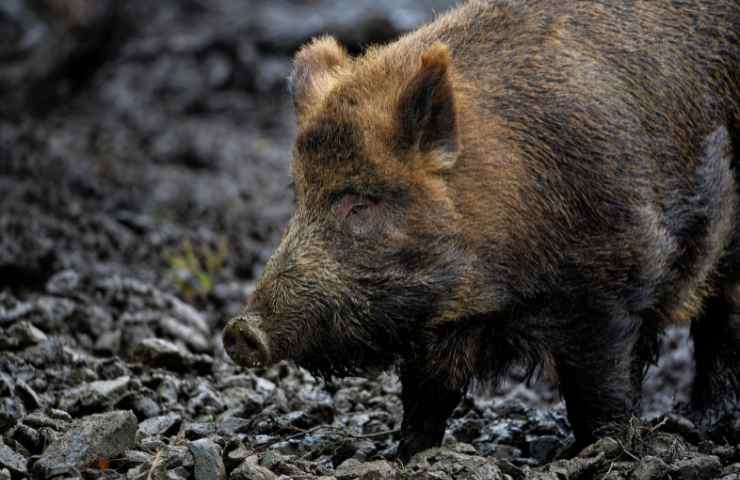 cinghiali aggressione cane roma