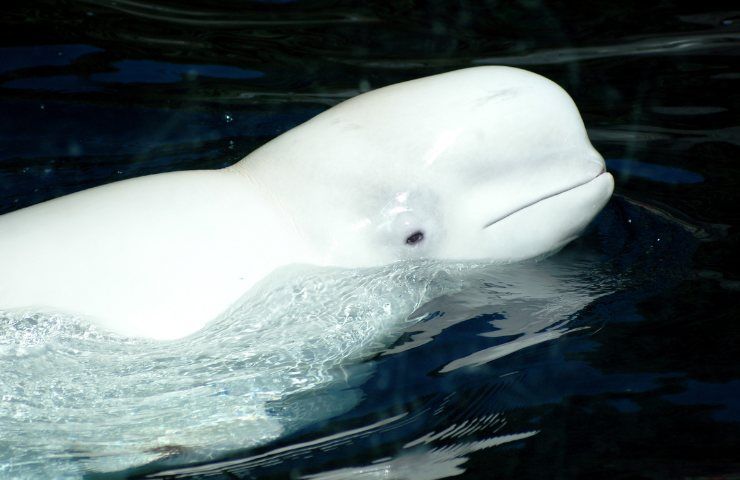 beluga spia russa