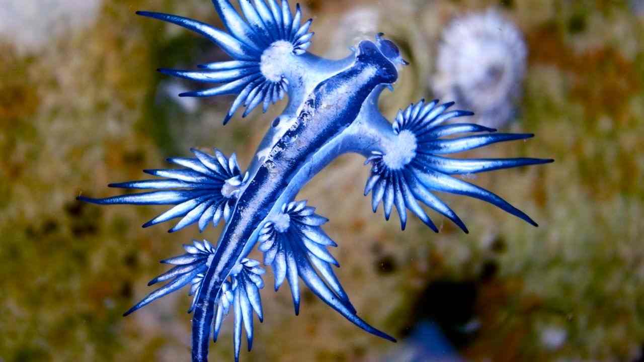 specie drago blu oceano avvistamenti 