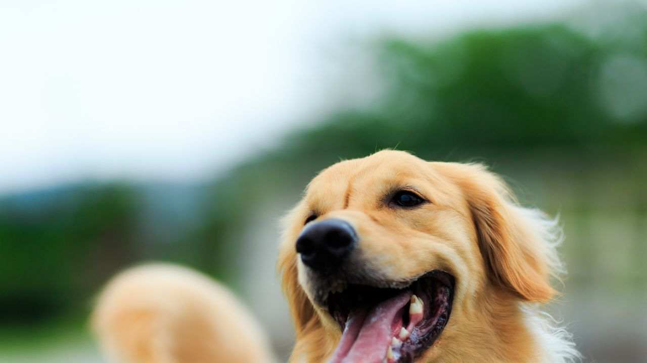 Golden Retriever video emozionante incontro