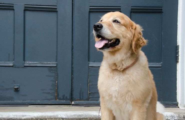 Golden Retriever video emozionante incontro