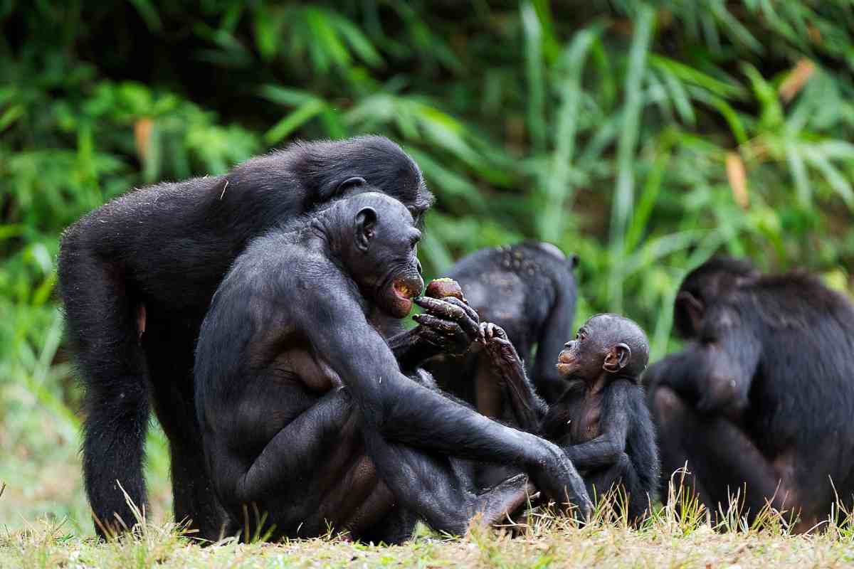 Habitat e alimentazione dei bonobo