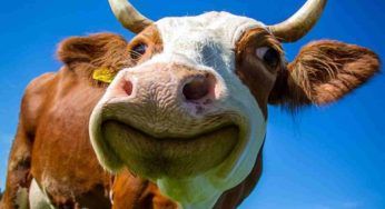 Riscaldamento globale? Colpa anche dei rutti delle mucche