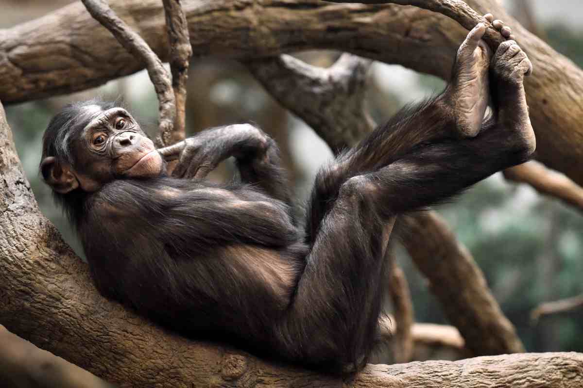 Il bonobo, la scimmia che più assomiglia all'uomo