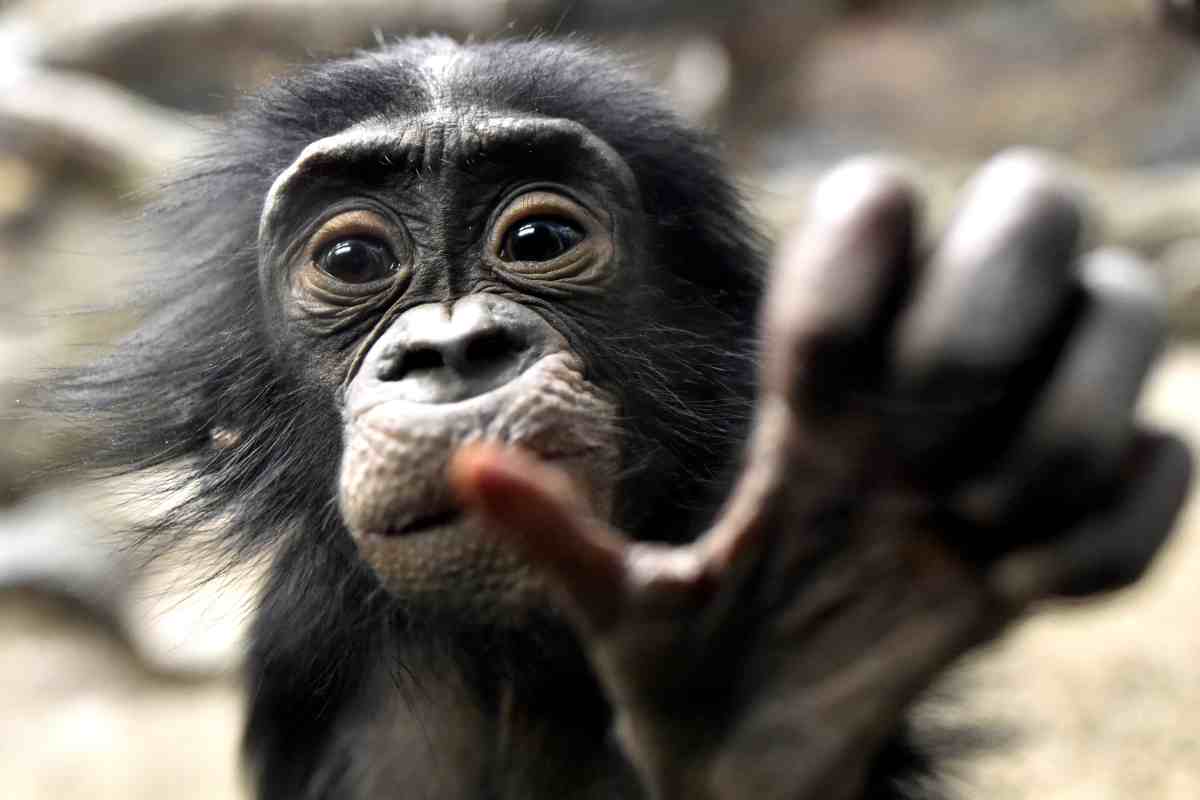 Il bonobo è cugino dell'uomo