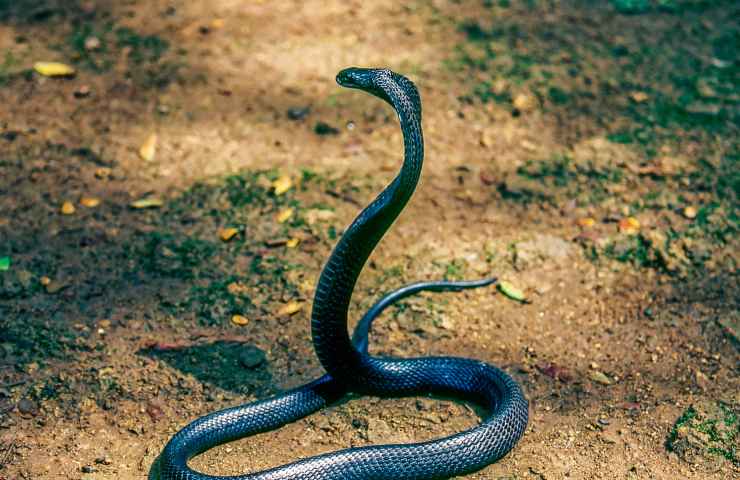 specie di serpenti