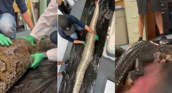 Pitone ingoia vivo un essere di un metro e mezzo – VIDEO