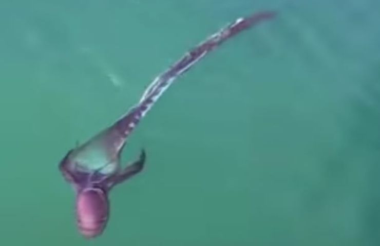 avvistamento polpo in mare
