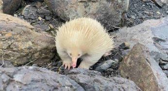 Rara creatura albina avvistata in Australia: ma che animale è