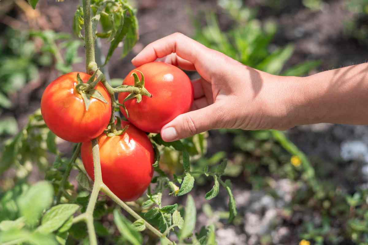 Il tempo della raccolta dei pomodori