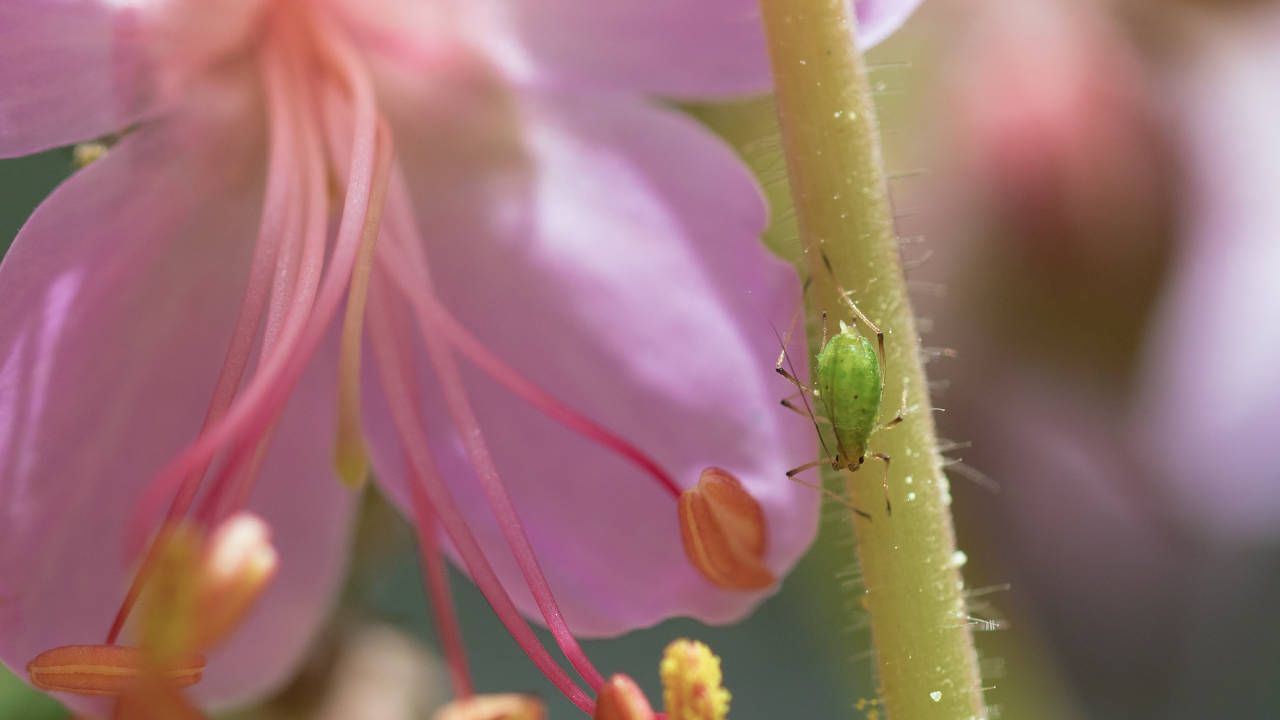 Parassiti piane eliminare rimedi naturali